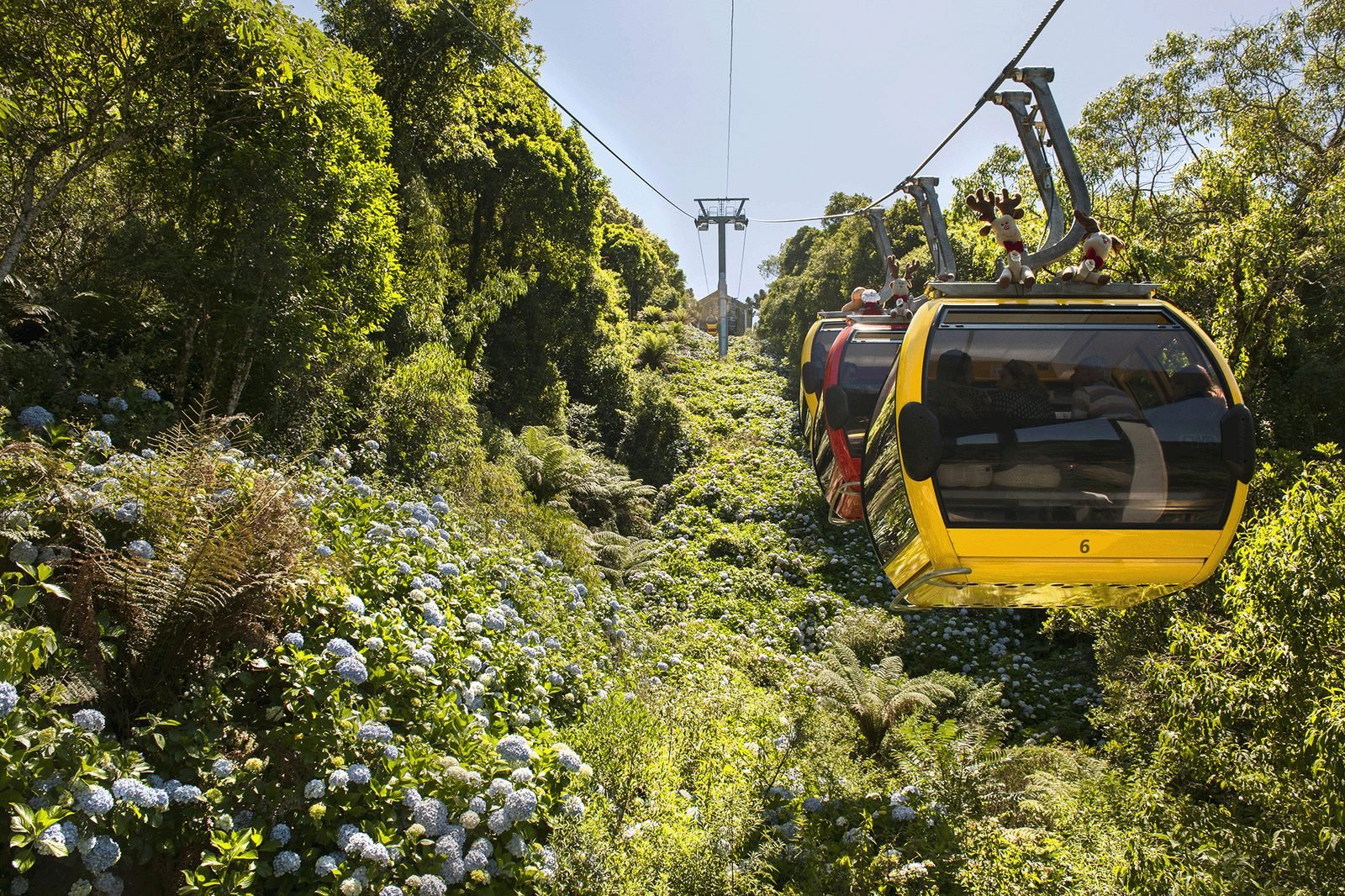 Teleférico fechado dos Bondinhos Aéreos em movimento sobre a vegetação
