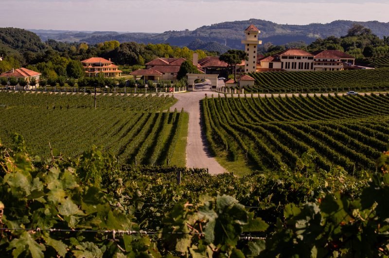 Parreirais do Vale dos Vinhedos na Serra Gaúcha